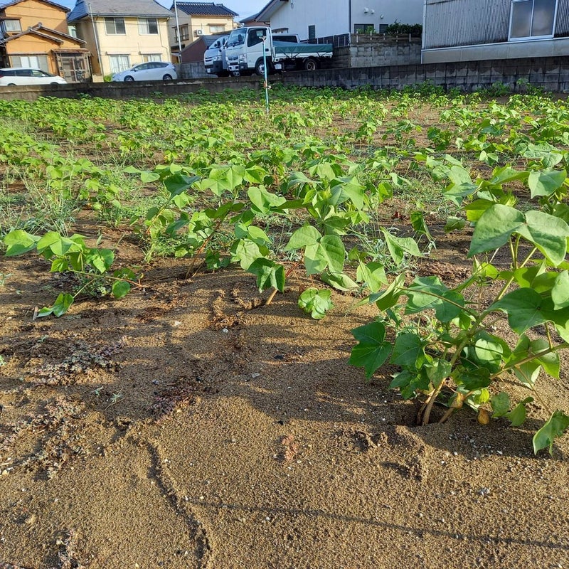 オーガニックコットン布良代理店ふらっと金沢