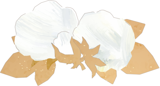 cotton